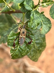 Leptoglossus clypealis