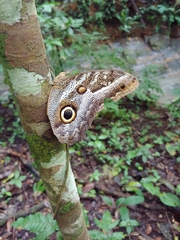 Caligo illioneus