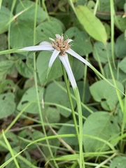 Rhynchospora nervosa