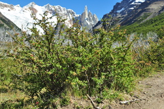 Escallonia alpina