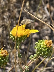 Bombyliinae