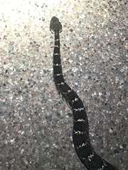 Crotalus cerberus