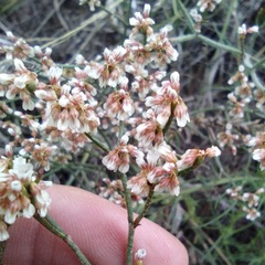 Eriogonum effusum