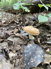 Polyporus radicatus