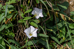 Convolvulus arvensis