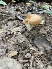 Polyporus radicatus