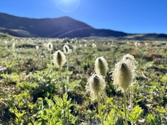Pulsatilla occidentalis