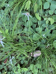 Rhynchospora nervosa