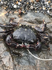 Pachygrapsus crassipes