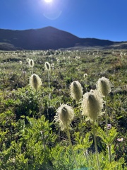 Pulsatilla occidentalis