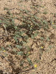 Kallstroemia californica