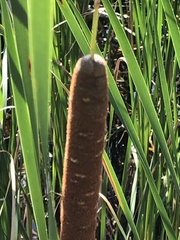 Typha angustifolia