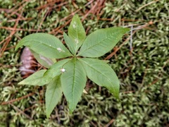 Lysimachia borealis