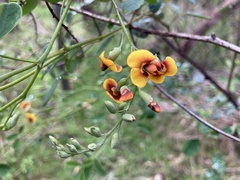 Goodia medicaginea