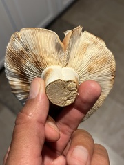 Russula compacta