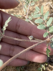 Kallstroemia californica