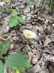 Amanita flavoconia
