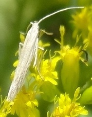 Homoeosoma electella