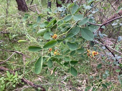 Goodia medicaginea