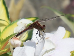 Sympetrum internum