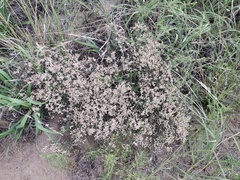 Eriogonum effusum