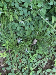 Rhynchospora nervosa