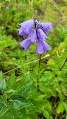 Adenophora triphylla