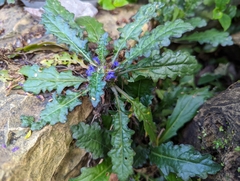 Ajuga decumbens