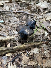 Daldinia childiae