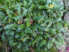 Ajuga decumbens