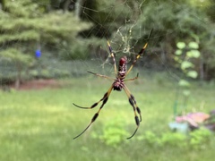 Trichonephila clavipes