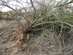 Parkinsonia