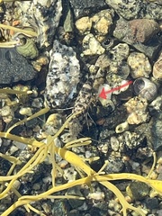 Crangon septemspinosa