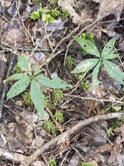 Lysimachia borealis