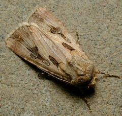 Agrotis munda