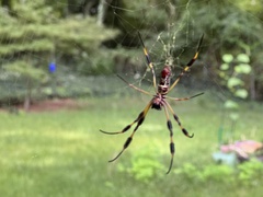 Trichonephila clavipes