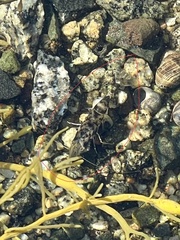 Crangon septemspinosa