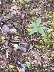 Lysimachia borealis