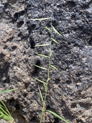 Bouteloua aristidoides