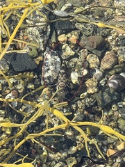 Crangon septemspinosa