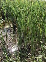 Typha angustifolia