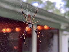Trichonephila clavipes