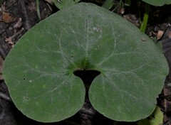 Asarum canadense