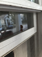 Autographa precationis