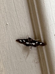 Desmia funeralis