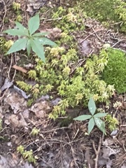 Lysimachia borealis