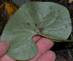 Asarum canadense