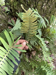 Polypodioideae