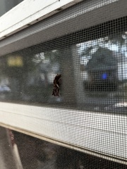 Autographa precationis
