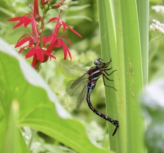 Aeshna tuberculifera